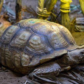 Tropical Land in Jeddah: Gallery Photo 3yoo2b Tropical Land in Jeddah: Gallery Photo 3yoo2b