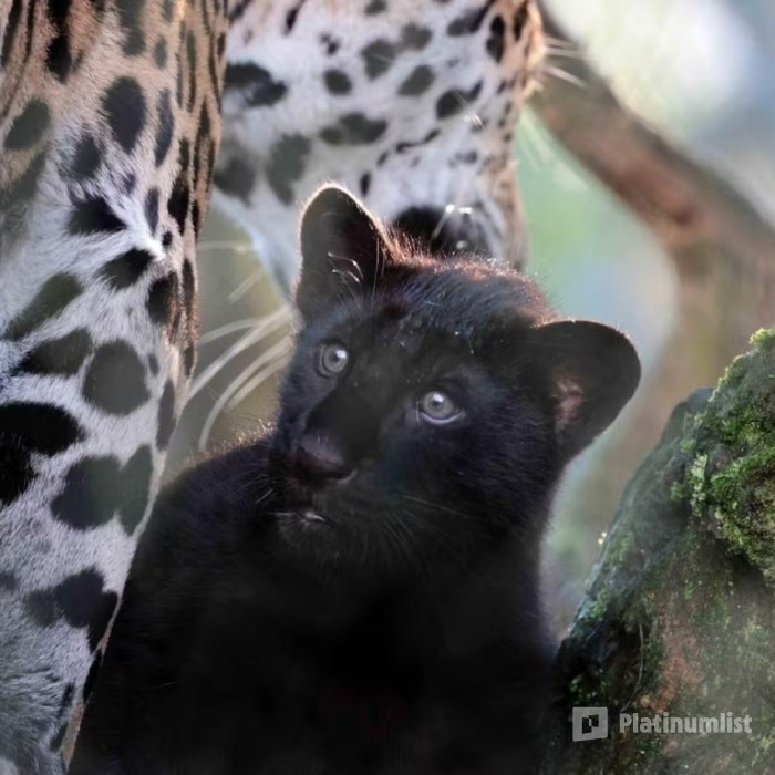 ARTIS Amsterdam Royal Zoo: Entry Ticket in Amsterdam: Gallery Photo z944pm ARTIS Amsterdam Royal Zoo: Entry Ticket in Amsterdam: Gallery Photo z944pm