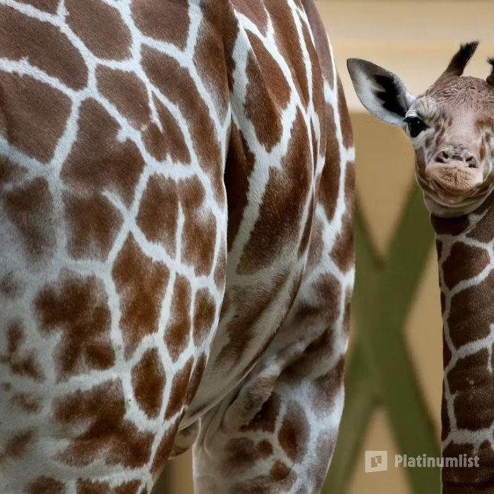 ARTIS Amsterdam Royal Zoo: Entry Ticket in Amsterdam: Gallery Photo n0vvmw ARTIS Amsterdam Royal Zoo: Entry Ticket in Amsterdam: Gallery Photo n0vvmw