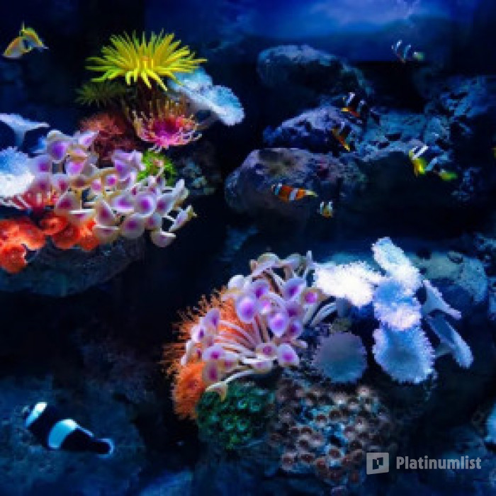 Adventure Park + Marassi Aquarium & Underwater Zoo - Combo in Manama: Gallery Photo 3yoq60
