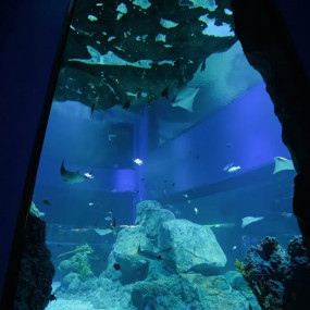 Photo from Adventure Park + Marassi Aquarium & Underwater Zoo - Combo in Manama: Gallery Photo nkedrx