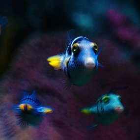 Photo from Adventure Park + Marassi Aquarium & Underwater Zoo - Combo in Manama: Gallery Photo 35yx41