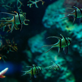 Photo from Adventure Park + Marassi Aquarium & Underwater Zoo - Combo in Manama: Gallery Photo n69qvw