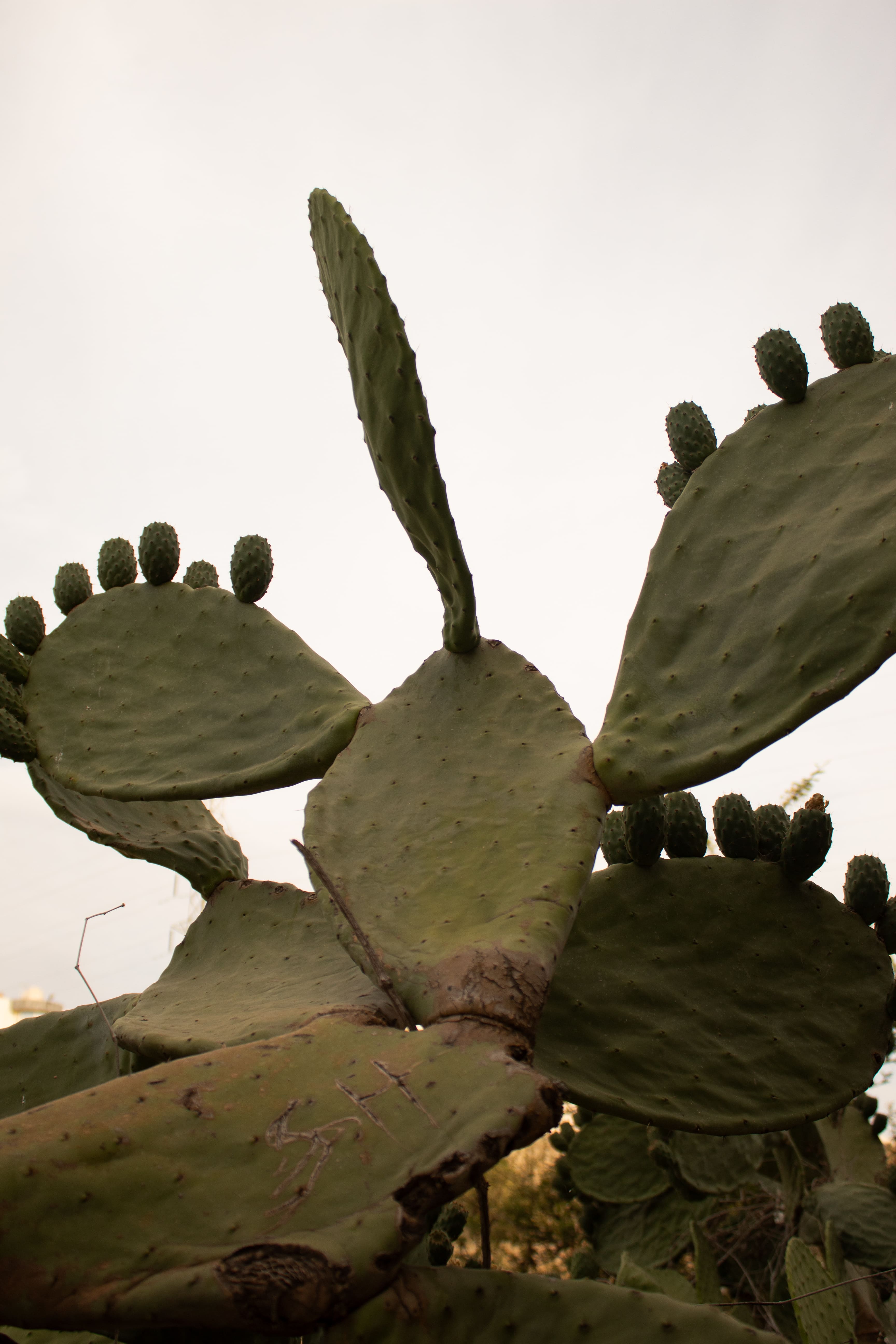 Photo from مزرعة الليوان في أبها in أبها: Gallery Photo 38yq1r