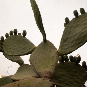 Photo from مزرعة الليوان في أبها in أبها: Gallery Photo 38yq1r