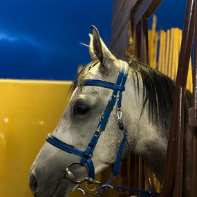 Photo from فعالية عنان في أبها in أبها: Gallery Photo zodr66