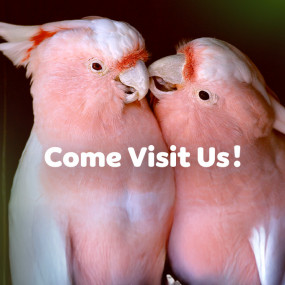 The Green Planet +  Ain Dubai - Combo in Dubai: Gallery Photo 34j4wg