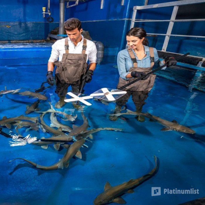 Dubai Aquarium & Underwater Zoo - Shark Trainer Encounter in Dubai: Gallery Photo 35y4r6