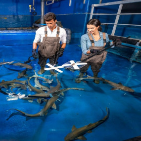 Dubai Aquarium & Underwater Zoo - Shark Trainer Encounter in Dubai: Gallery Photo 35y4r6