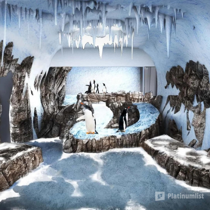 Dubai Aquarium & Underwater Zoo - Penguin Encounter in Dubai: Gallery Photo n152dp