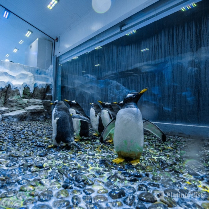 Dubai Aquarium & Underwater Zoo - Penguin Encounter in Dubai: Gallery Photo z7xrox