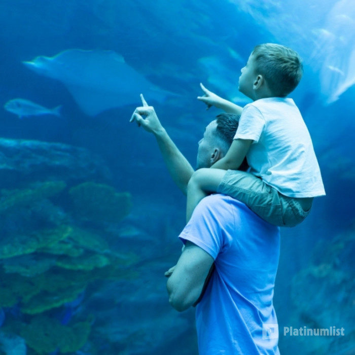 Dubai Aquarium & Underwater Zoo - Ray Encounter в Дубай: Галерея фото 34j48v