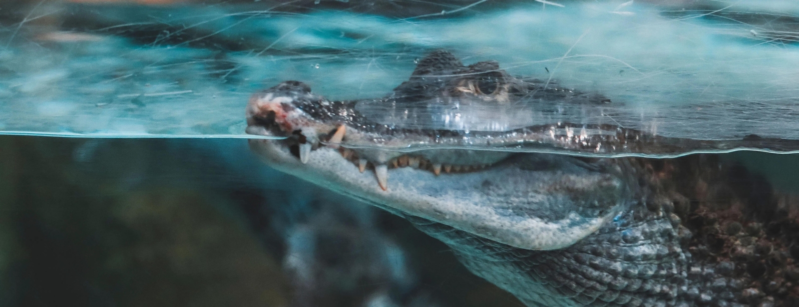 Фотография с Dubai Aquarium & Underwater Zoo - King Crock Encounter в Дубай: Галерея фото 3rwg7g