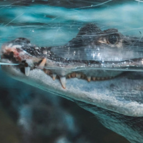 3rwg7g استديو الصور :دبي في لقاء ملك التماسيح - دبي أكواريوم وحديقة الحيوانات المائية