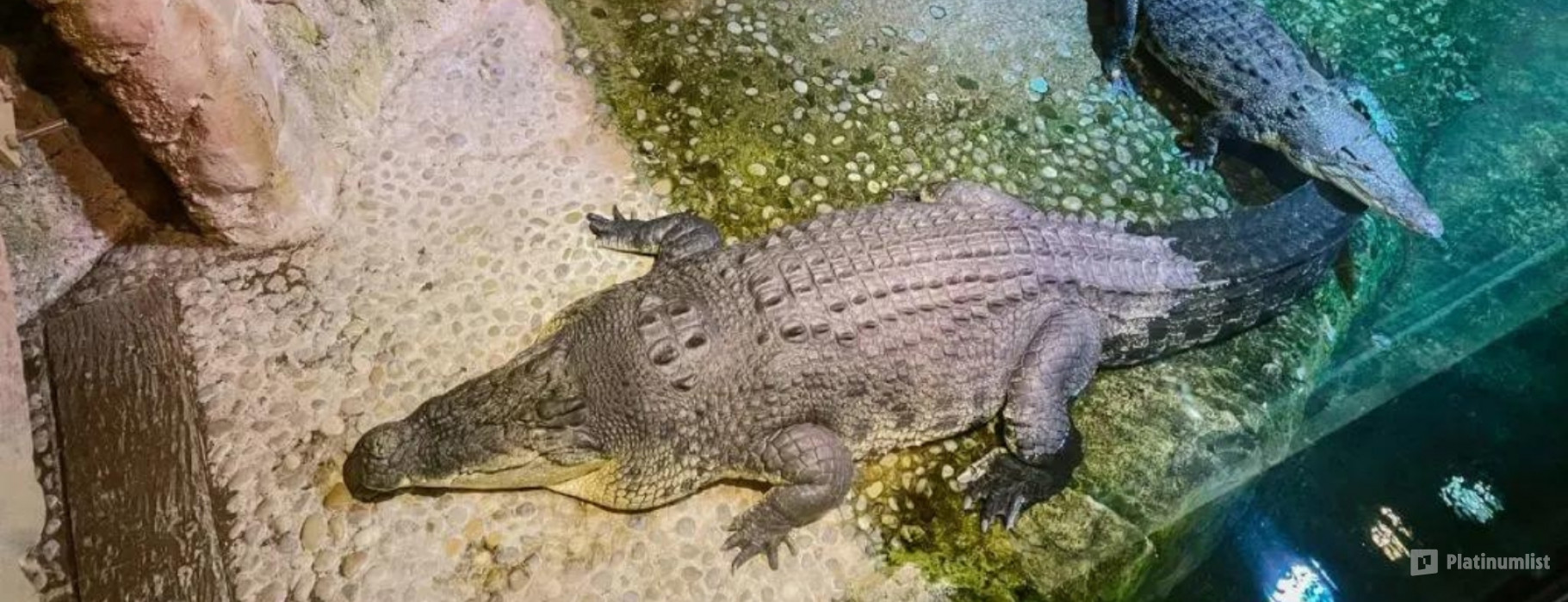 Dubai Aquarium & Underwater Zoo - King Crock Encounter в Дубай: Галерея фото 3bjq7p