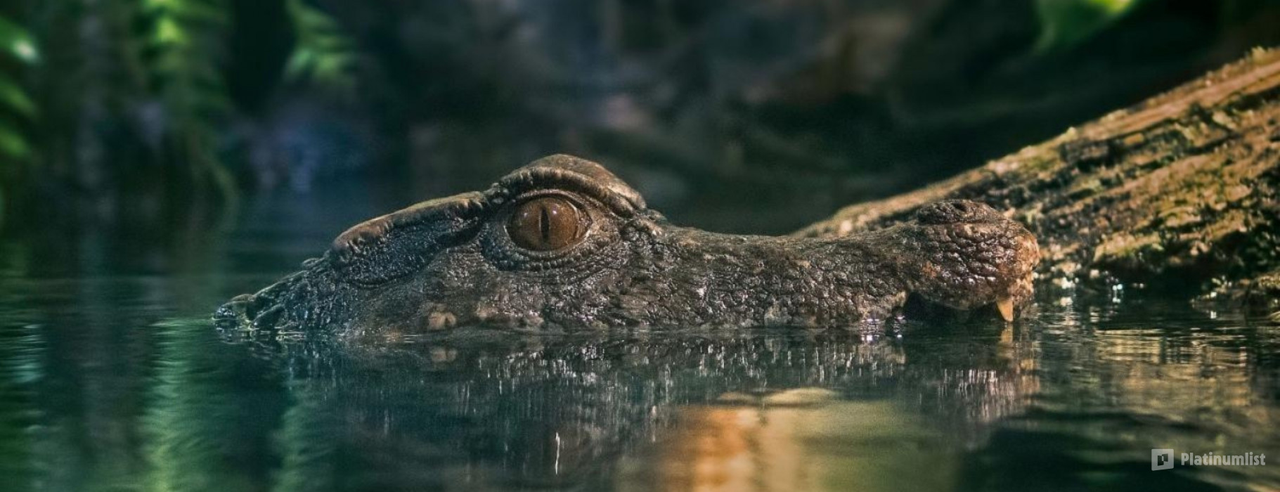 Dubai Aquarium & Underwater Zoo - King Crock Encounter в Дубай: Галерея фото zw6vo4