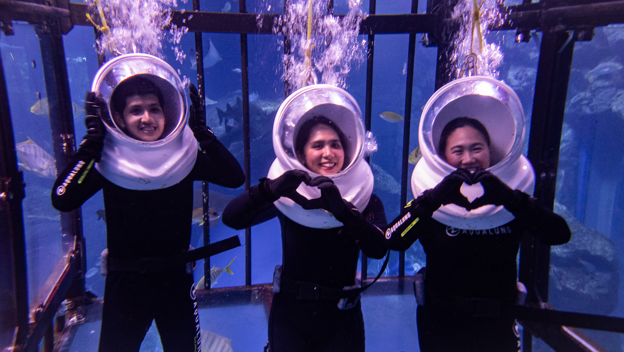 Фотография с Shark Walker in Dubai Aquarium в Дубай: Галерея фото zw6jpb
