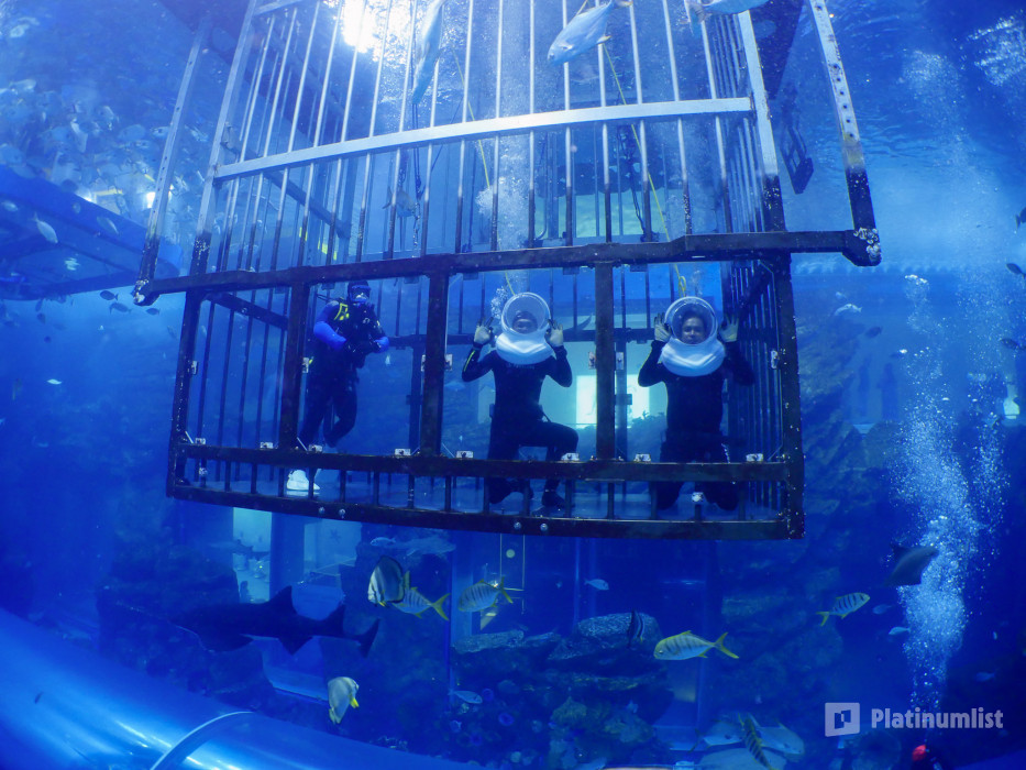 Shark Walker in Dubai Aquarium в Дубай: Галерея фото zm0ve5