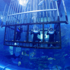 Shark Walker in Dubai Aquarium в Дубай: Галерея фото zm0ve5