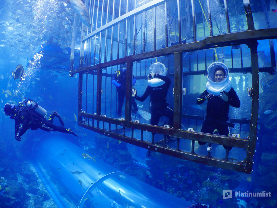 Shark Walker in Dubai Aquarium в Дубай: Галерея фото z94gyp
