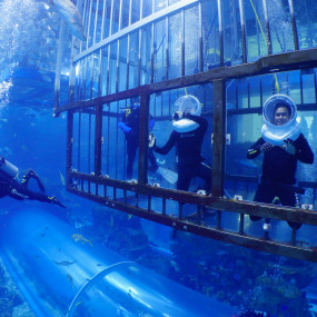 Shark Walker in Dubai Aquarium в Дубай: Галерея фото z94gyp