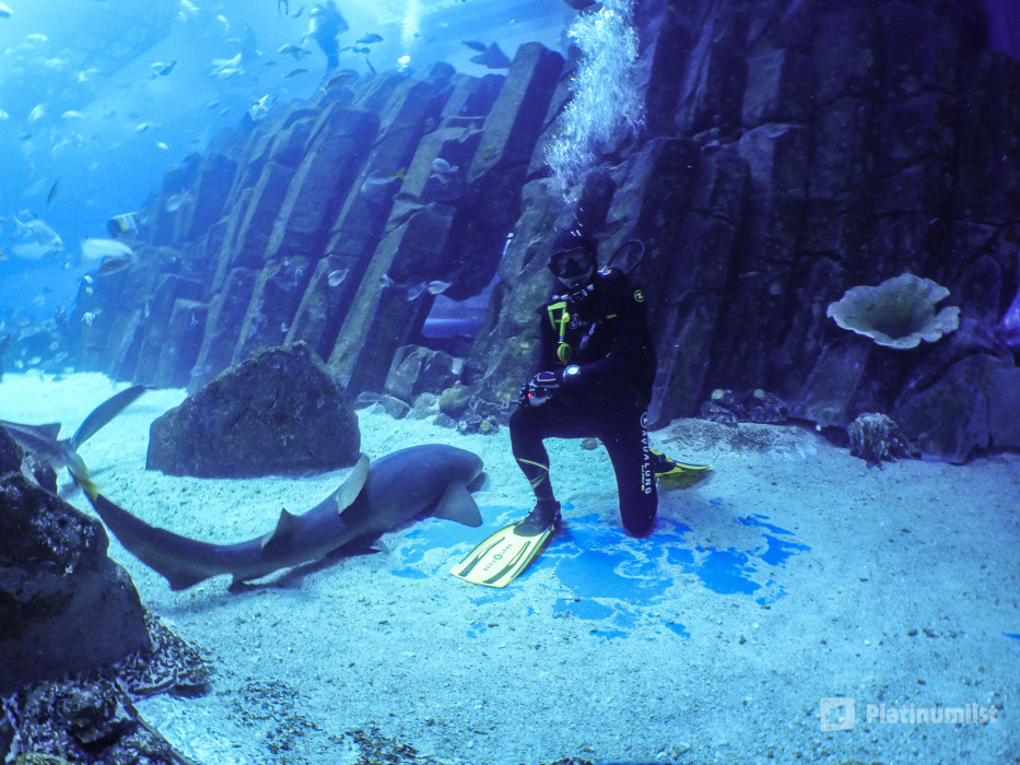Shark Dive in Dubai Aquarium (Certified Divers Only) in Dubai: Gallery Photo n0v6dq