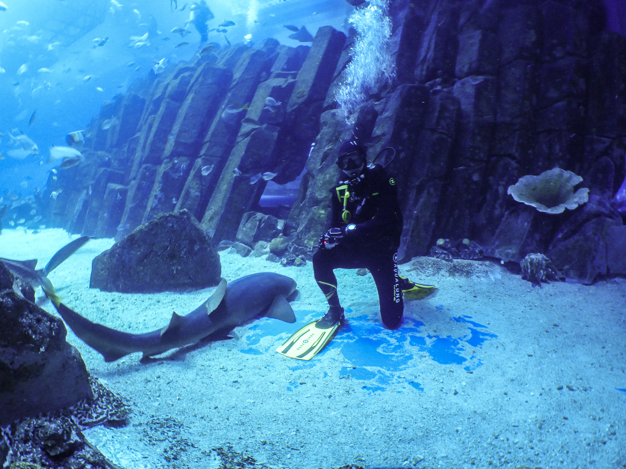 Photo from Shark Dive in Dubai Aquarium (Certified Divers Only) in Dubai: Gallery Photo n0v6dq