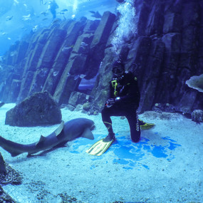 Shark Dive in Dubai Aquarium (Certified Divers Only) in Dubai: Gallery Photo n0v6dq