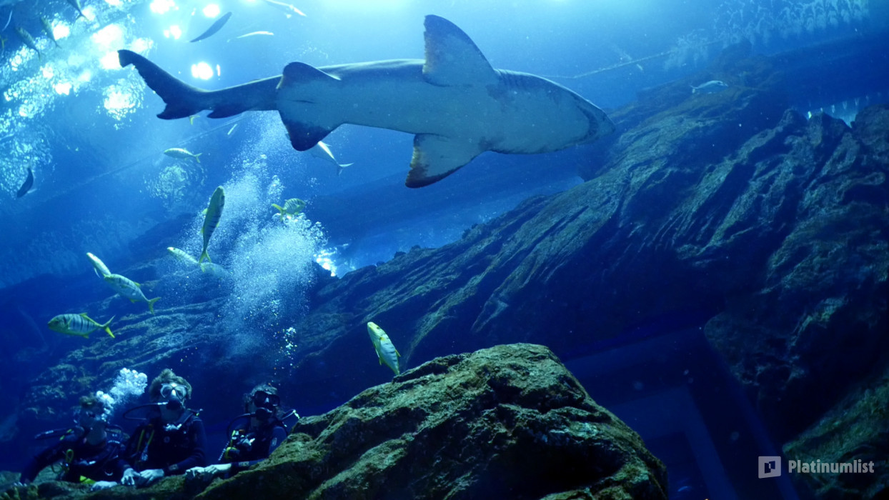 Shark Dive in Dubai Aquarium (Certified Divers Only) in Dubai: Gallery Photo zv6o87