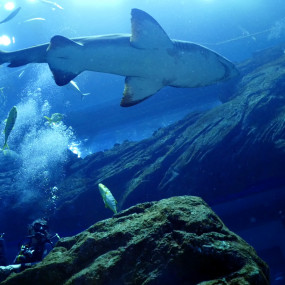 Shark Dive in Dubai Aquarium (Certified Divers Only) in Dubai: Gallery Photo zv6o87