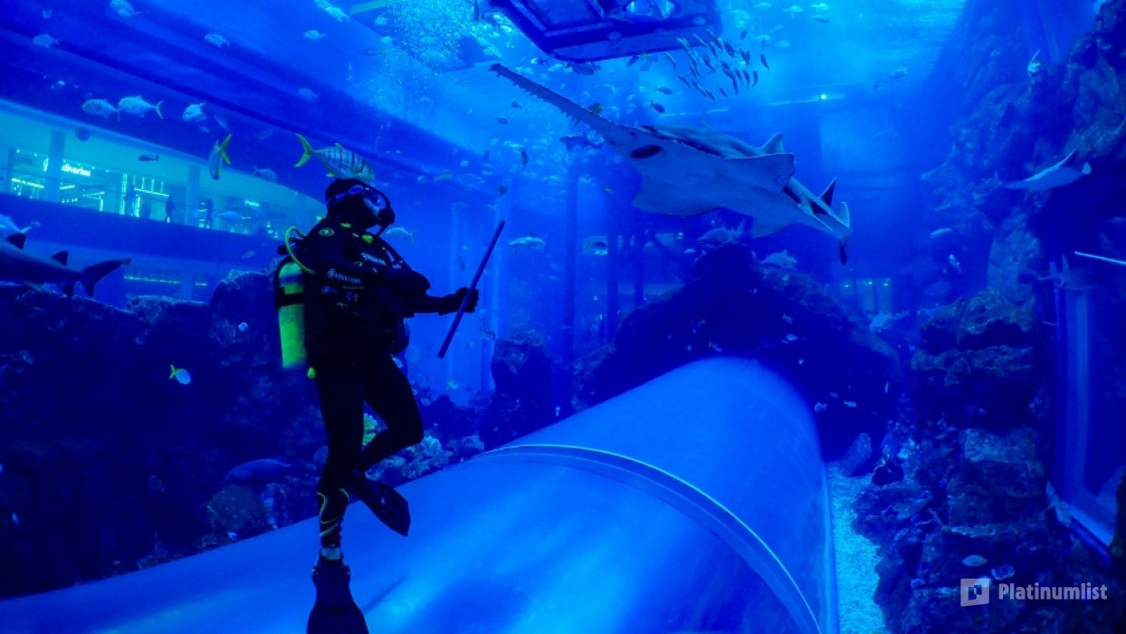 Shark Dive in Dubai Aquarium (Certified Divers Only) in Dubai: Gallery Photo 38yp2r