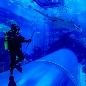 Shark Dive in Dubai Aquarium (Certified Divers Only) in Dubai: Gallery Photo 38yp2r