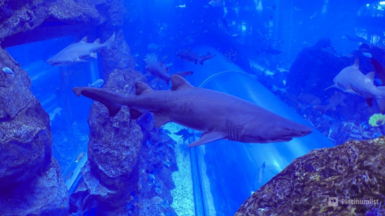 Shark Dive in Dubai Aquarium (Certified Divers Only) in Dubai: Gallery Photo 3pj2vq