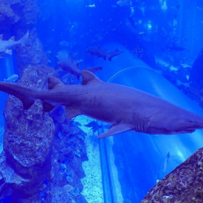 Shark Dive in Dubai Aquarium (Certified Divers Only) in Dubai: Gallery Photo 3pj2vq