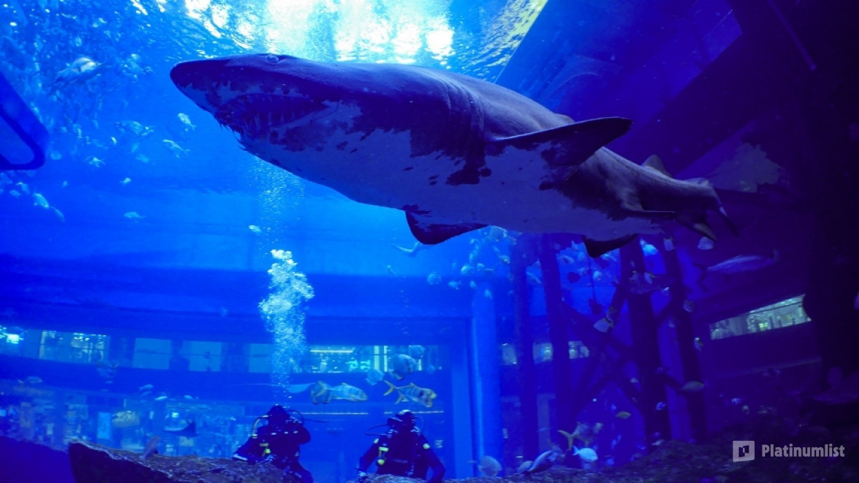 Shark Dive in Dubai Aquarium (Certified Divers Only) in Dubai: Gallery Photo zg4re1