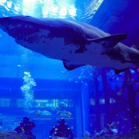 Shark Dive in Dubai Aquarium (Certified Divers Only) in Dubai: Gallery Photo zg4re1