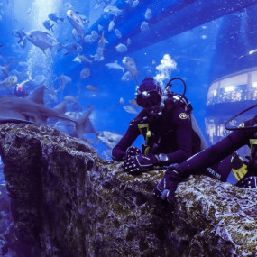Photo from Shark Dive in Dubai Aquarium (Certified Divers Only) in Dubai: Gallery Photo 38ypq1