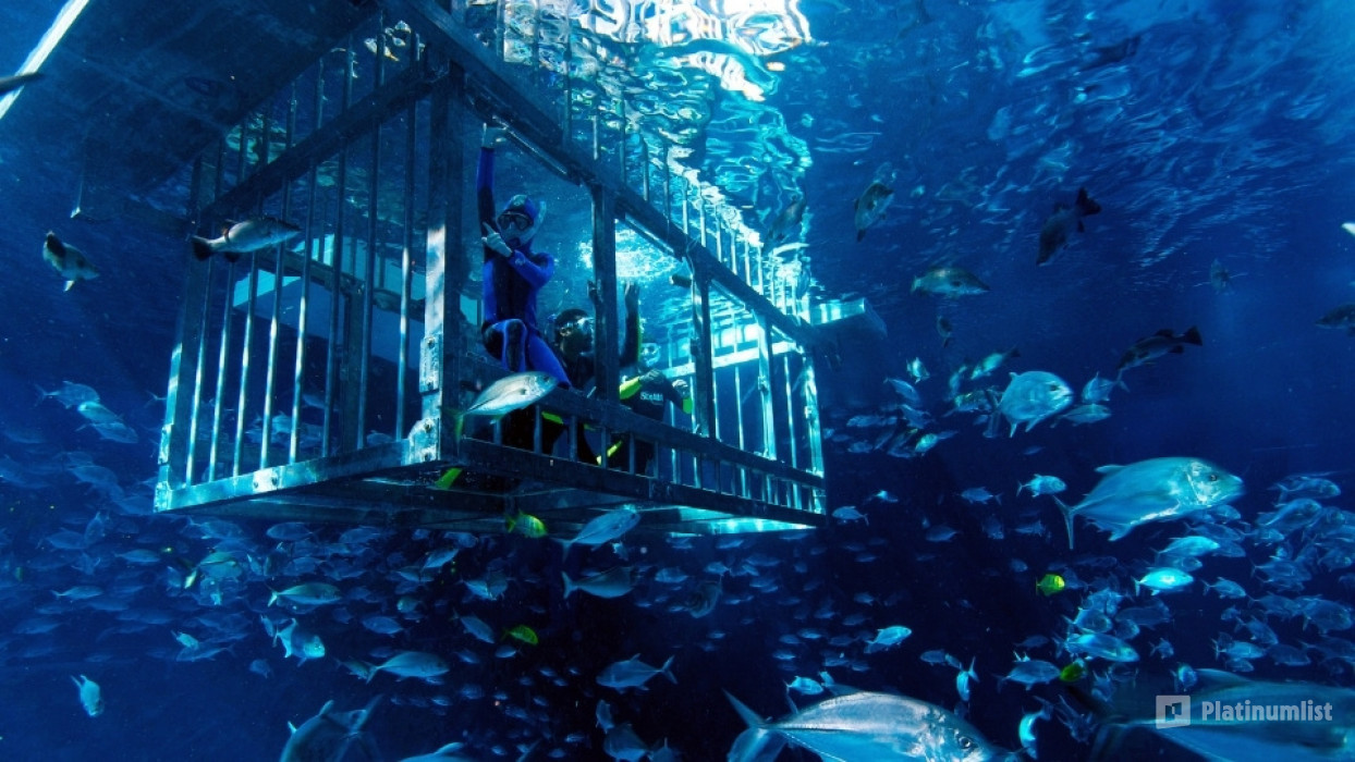 nke60q استديو الصور :دبي في تجربة قفص الغطس في دبي أكواريوم وحديقة الحيوانات المائية