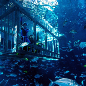 nke60q استديو الصور :دبي في تجربة قفص الغطس في دبي أكواريوم وحديقة الحيوانات المائية