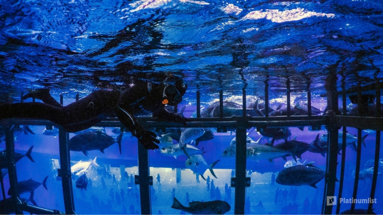 35yj5g استديو الصور :دبي في تجربة قفص الغطس في دبي أكواريوم وحديقة الحيوانات المائية