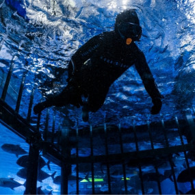 Photo from تجربة قفص الغطس في دبي أكواريوم وحديقة الحيوانات المائية in دبي: Gallery Photo n26pd4