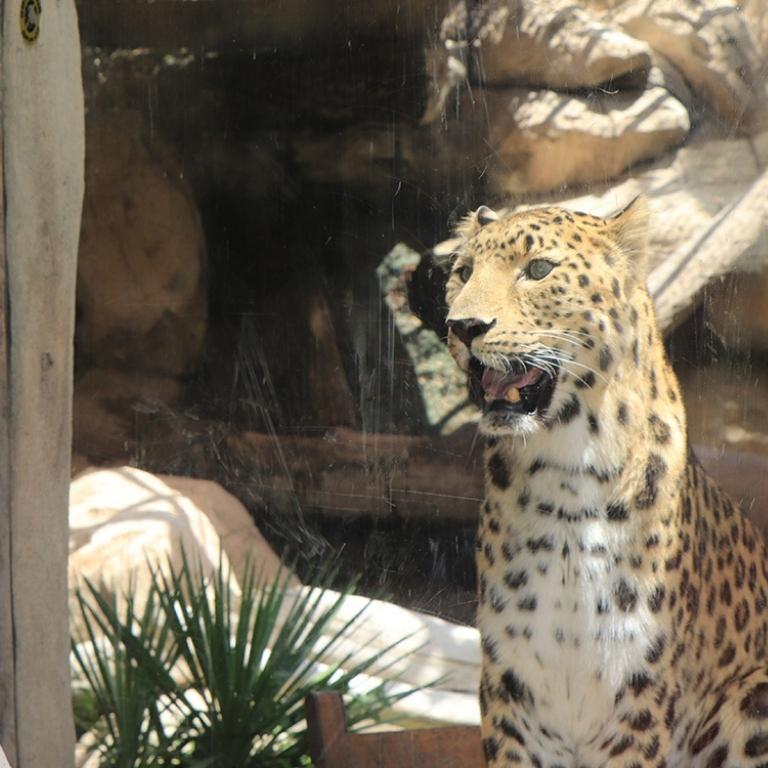 Photo from Emirates Park Zoo + Free Light and Peace museum in Abu Dhabi: Gallery Photo zw6j9e