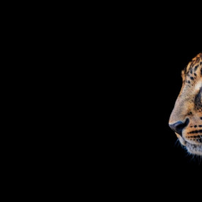 Photo from Emirates Park Zoo + Free Light and Peace museum in Abu Dhabi: Gallery Photo z94gd1