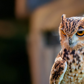 Emirates Park Zoo in Abu Dhabi: Gallery Photo zg4rpr Emirates Park Zoo in Abu Dhabi: Gallery Photo zg4rpr