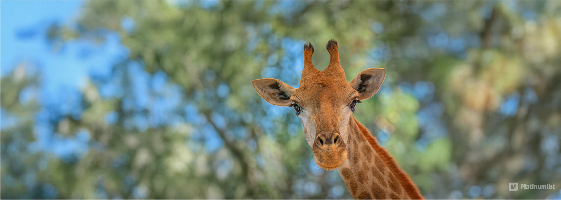 Emirates Park Zoo in Abu Dhabi: Gallery Photo zodw56