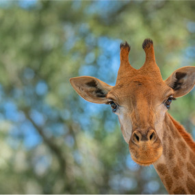 Emirates Park Zoo in Abu Dhabi: Gallery Photo zodw56 Emirates Park Zoo in Abu Dhabi: Gallery Photo zodw56