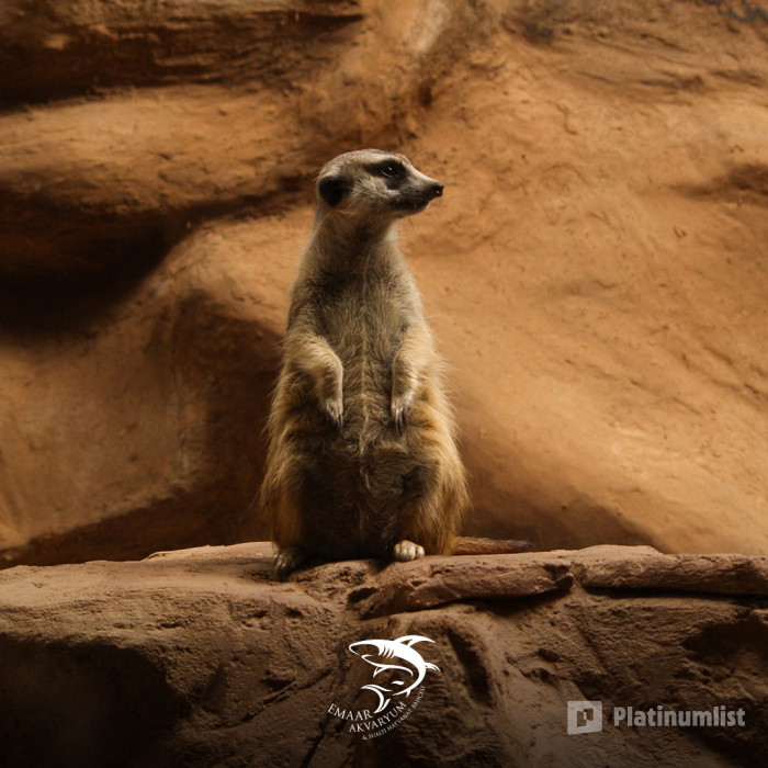 Istanbul: Emaar Aquarium + SkyView Combo в Стамбул: Галерея фото 3d7ome