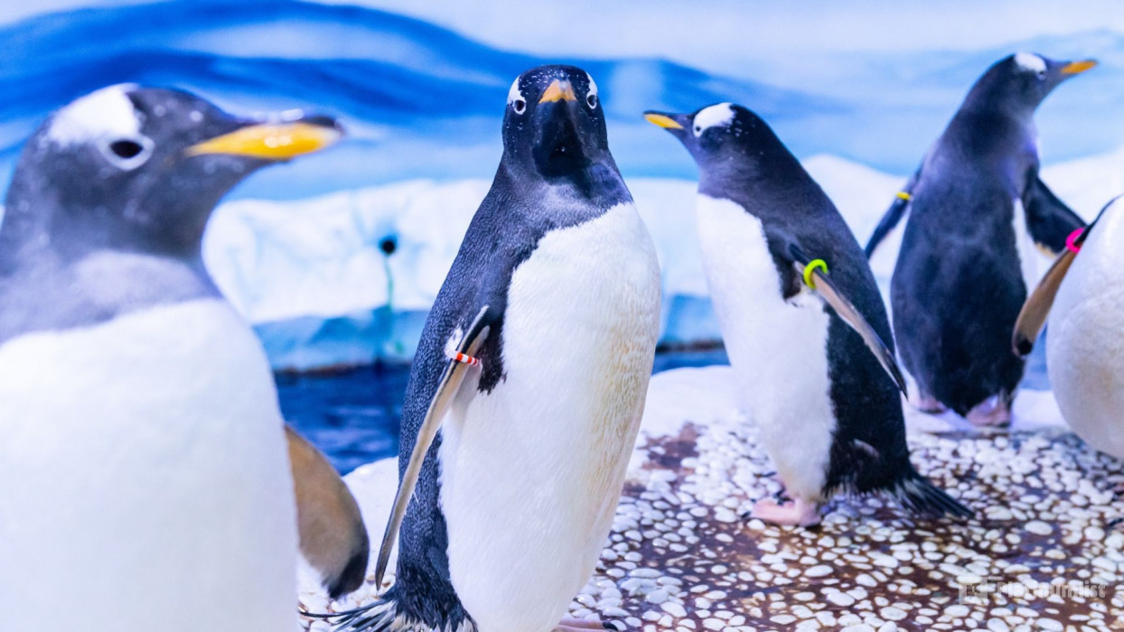 34jqjb استديو الصور :لندن في London Eye, Madame Tussauds & SEA LIFE London - 3 way ticket 34jqjb استديو الصور :لندن في London Eye, Madame Tussauds & SEA LIFE London - 3 way ticket