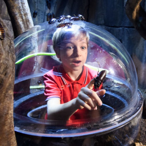 Photo from London Eye, Madame Tussauds & SEA LIFE London - 3 way ticket in London: Gallery Photo 3pjwjq