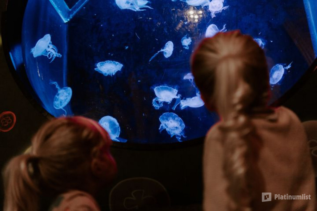 Sea Life Brighton in Brighton: Gallery Photo 3qevp4